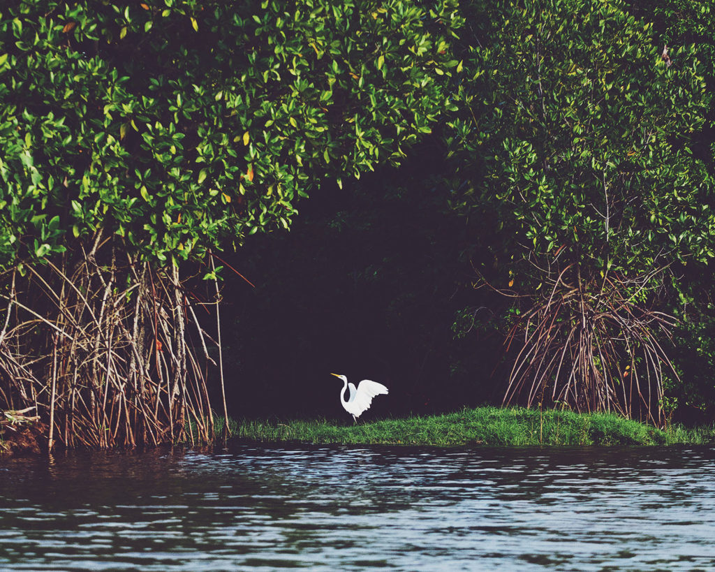 lagoon safari sri lanka tiere