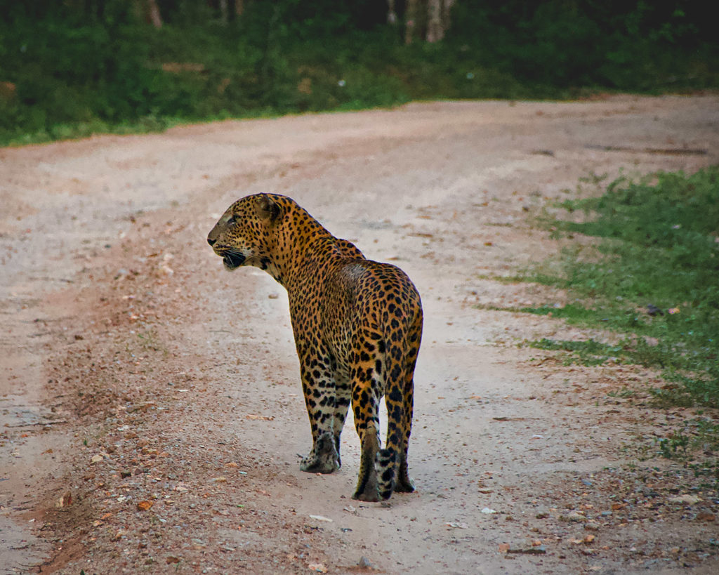 Leopard auf einem Weg in einem Nationalpark in Sri Lanka