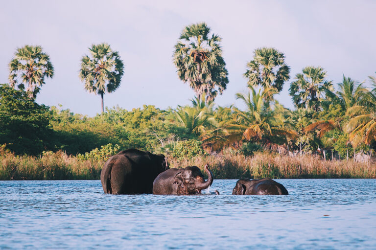 elephants in sri lanka national park arugam bay