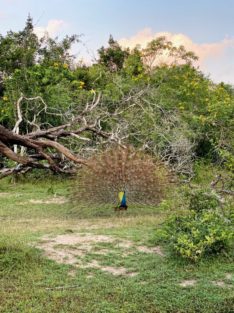 Yala National Park Peacock
