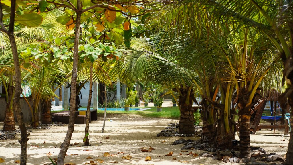 Sri Lanka Reisetipps: schattiger Palmenweg im Garten des Stay Golden Resorts in Arugam Bay
